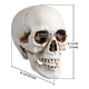 DIY Life Size Plastic Skulls in Bulk 4ct/pk Halloween Decorations