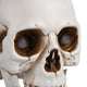 DIY Life Size Plastic Skulls in Bulk 4ct/pk Halloween Decorations