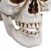 DIY Life Size Plastic Skulls in Bulk 4ct/pk Halloween Decorations