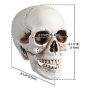 DIY Life Size Plastic Skulls in Bulk 4ct/pk Halloween Decorations